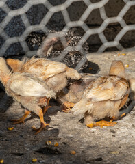 small chickens in the yard to the country behind the net