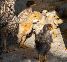 small chickens in the yard to the country behind the net