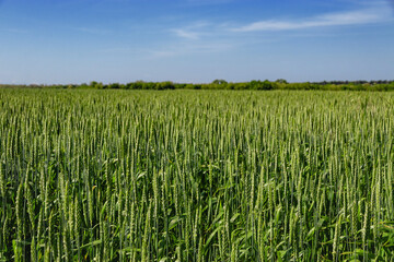 A field with growing green wheat sprouts. Summer landscape on a sunny day against a blue cloudy sky. Rural landscape. Green wheat in the field.