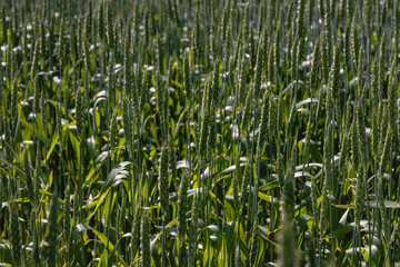 Ears of wheat on a sunny day. Green wheat close-up. A close-up view of cereal fields in summer on a green wheat field. Beautiful wheat field with green ears close-up. Selective focus.