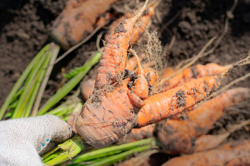Harvester is holding deformed carrot with crooked and twisted roots freshly digged and picked from...
