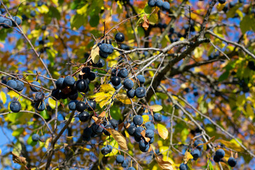 Group of ripe mature dark blue berries of blackthorne bush in autumn season time, sunny day.
