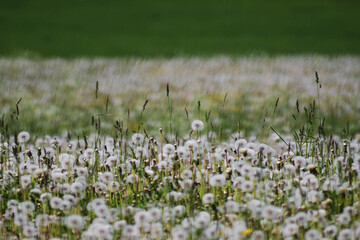 Layers of fluffy dandelions growing in fields