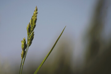 Flowers of grass on blue sky background shot with shallow depth of field