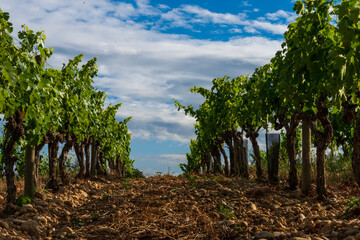 vineyards at chateauneuf du pape against a blue sky ,provence France. - obrazy, fototapety, plakaty