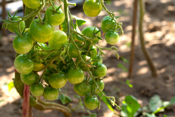 Little cherry tomatoes on branches on bush in vegetable bed. Cultivation and increasing harvest of organic eco vegetables.