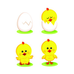 Set of cute chicks on white background