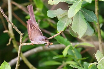 Dorngrasmücke (Sylvia communis) mit Insekt im Schnabel