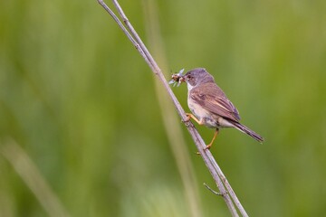 Dorngrasmücke (Sylvia communis) mit Insekt im Schnabel