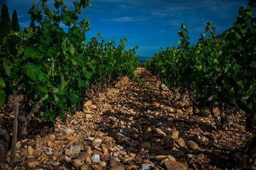 vineyards at chateauneuf du pape against a blue sky ,provence France.