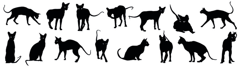 Silhouettes of many Sphynx cats on white background
