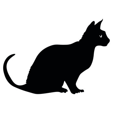 Silhouette of sitting Sphynx cat on white background