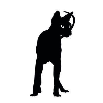 recommend clip art: Silhouette of funny Sphynx cat on white background