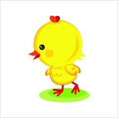 Cute yellow chick on white background