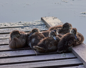 Ducklings on the bridge by the lake