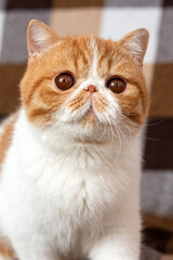 A beautiful kitten of the exotic shorthair breed sits on the brown background. Color cream with...