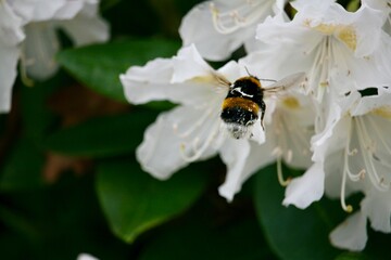 Bubblebee interacting with a flower