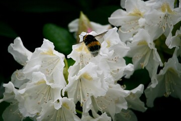 Bubblebee interacting with a flower