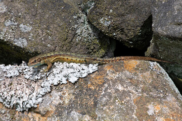 Common Lizard (Zootoca vivipara) basking on a dry stone wall