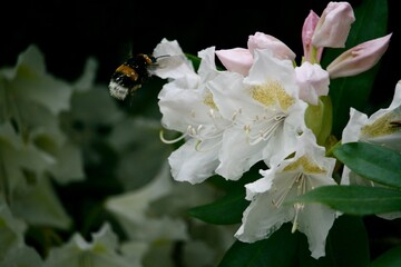 Bubblebee interacting with a flower