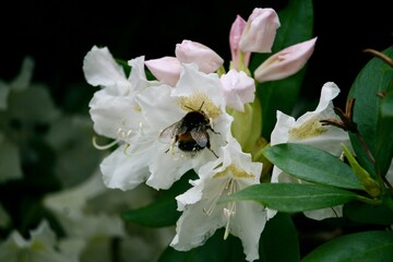 Bubblebee interacting with a flower