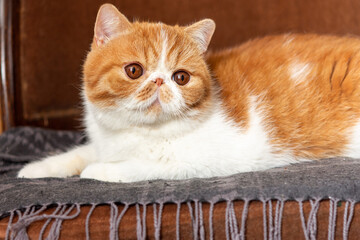 A beautiful kitten of the exotic shorthair breed sits on the brown background. Color cream with...