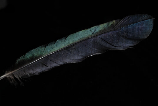 Fototapeta magpie feather on black background