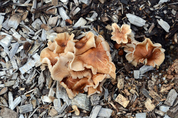 Wild mushroom creation