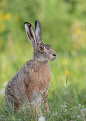 Fine art portrait of Brown hare (Lepus europeaus)