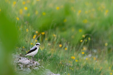 Fine art portrait of Northern wheatear male with prey among the flowers (Oenanthe oenanthe)