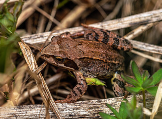 
A small brown forest frog makes its way through dry grass stalks