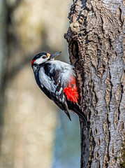 Woodpecker on an aspen trunk in front of a hollow on a sunny day