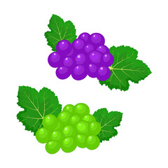 Green grapes and red grape branches set isolated on white background. Bunch of purple and white wine grapes or table grapes. Fresh ripe juicy fruit icon.Grapes berry with leaf sign.Vector illustration
