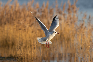 seagull in flight in wetland