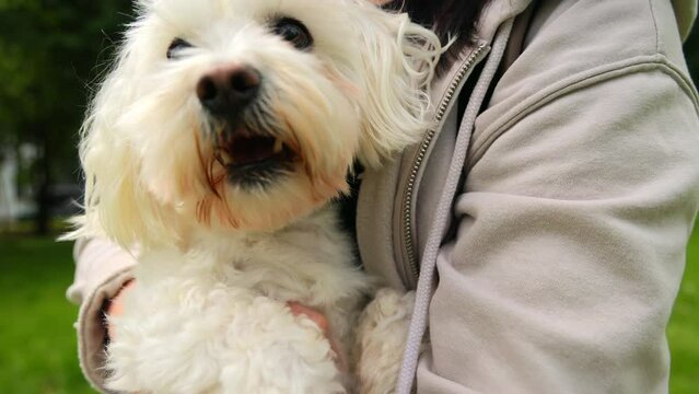 Maltese dog in a woman's arms. Happy smile and look of a white fluffy domestic dog