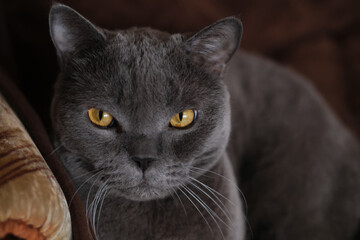 A gray Shorthair cat with yellow eyes looking at the camera.
