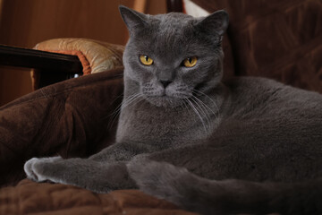 A gray Shorthair cat with yellow eyes looking at the camera.