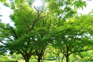 癒しのアオモミジ　新緑のアーチ　初夏の風景　古河