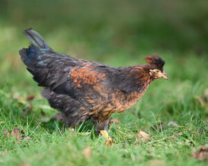 Little chick of Poland chicken free range