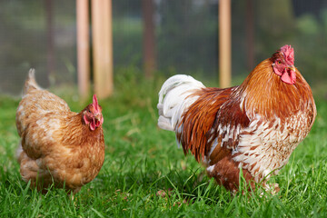 Red rooster and red chicken free range in garden