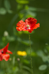 Fototapeta premium Poppy flower isolated in garden