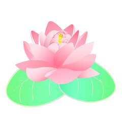 vector illustration of pink lotus flower