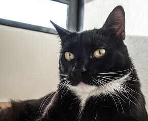 black kitten with white chest close-up
