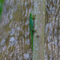 Seychelles Green Gecko (Phelsuma astriata) climbing on a tree