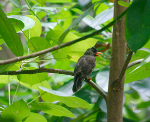 The Seychelles bulbul (Hypsipetes crassirostris) standing on the branch
