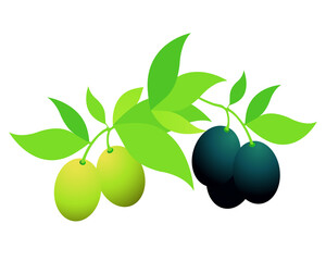 illustration of a branch with green and black olives on white