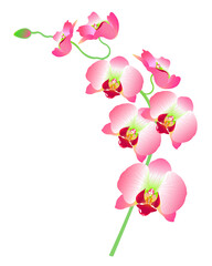 vector illustration of pink orchid flowers isolated on white