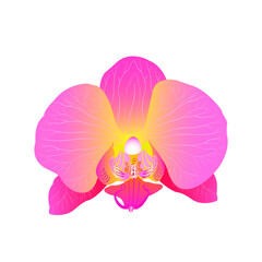 vector illustration of pink orchid flower isolated on white background