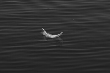 feather on water