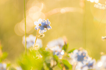 Beautiful wildflowers with dew drops on a summer morning at dawn in blur light shallow depth of field